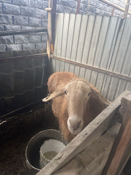 Қошқар порда Арашан