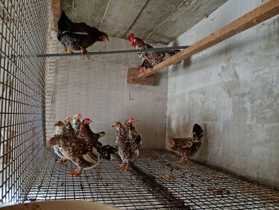 Gaini americane pitice