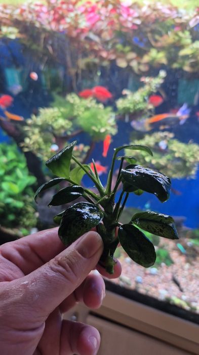 Аквариумные растения анубиас бартера