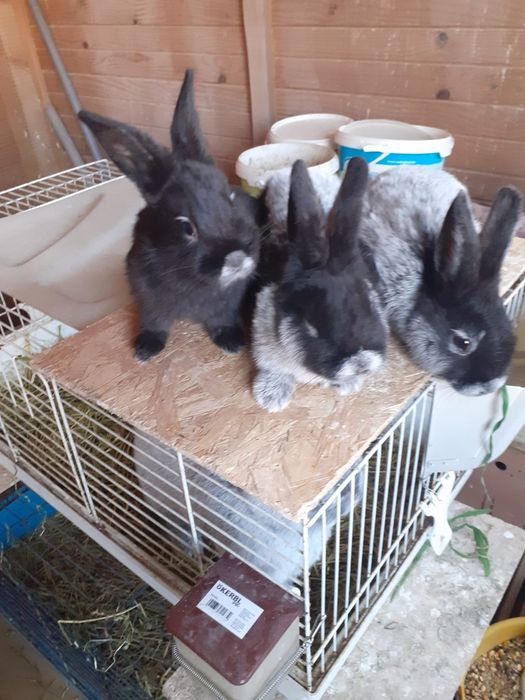 Iepuri marele argintiu