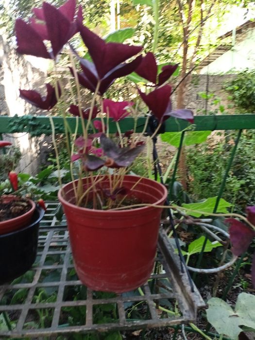 Цветы домашние  , цветущая фиалка