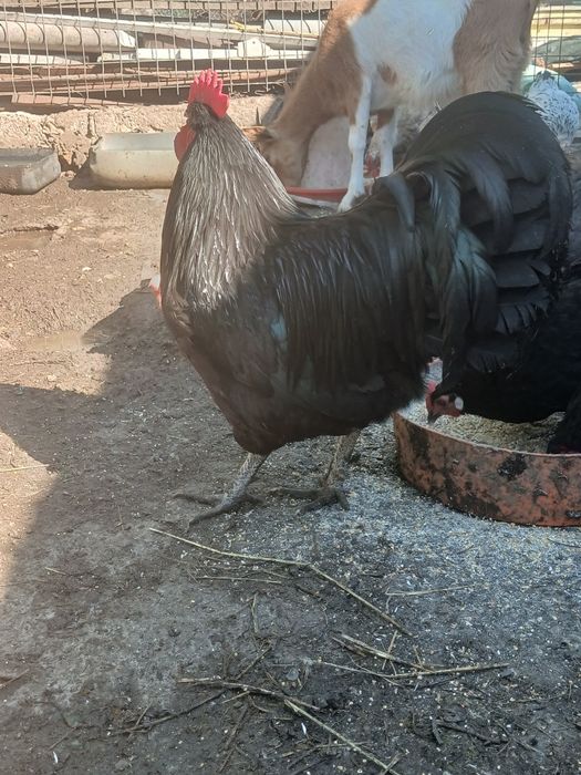 Vând animalele urgent!!!