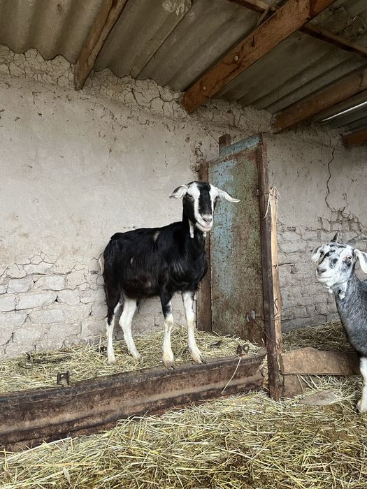 Ешкілер сатылады!