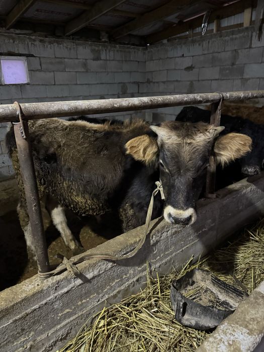 Подсосы продаются