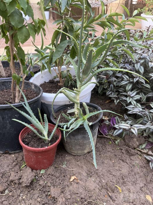 Aloe osimligi tuvakda