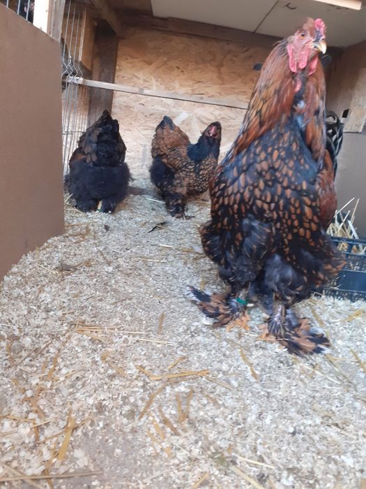 Vand pui de casa, pui si oua de Wyandotte, Plymouth Rock, Brahma