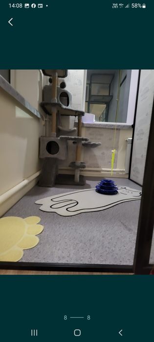 Гостиница для кошек.