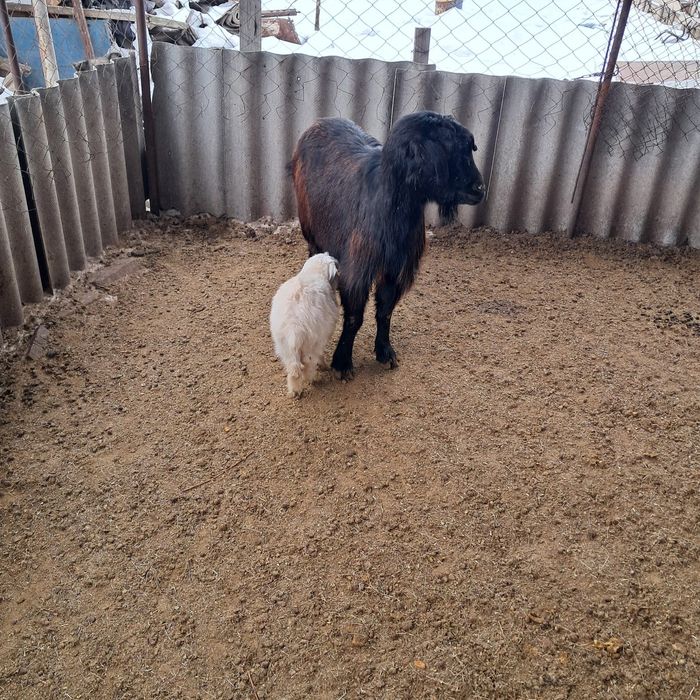 Лақты ешкілер сатылады