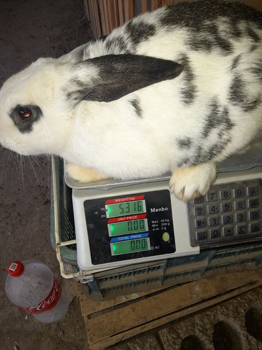 Quyon erkak 400min kelishamiz