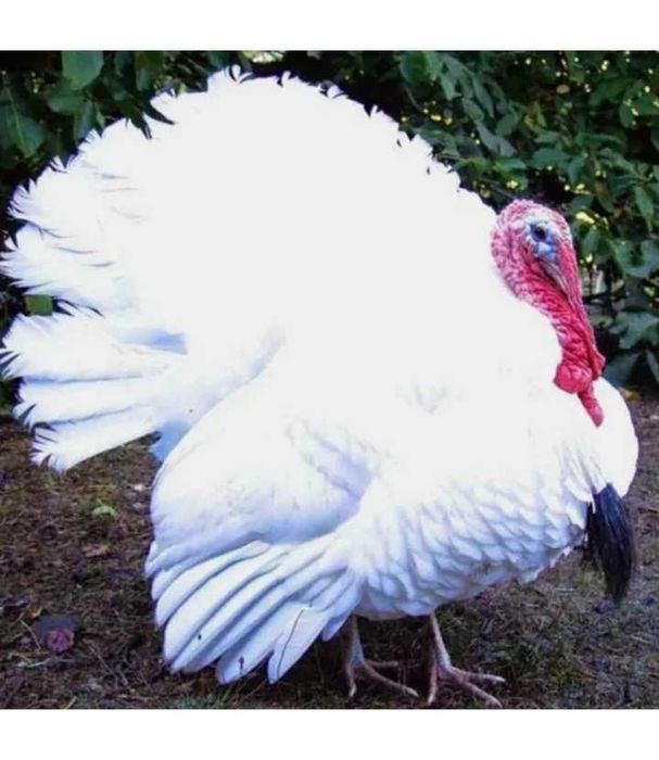 Яйцо инкубационное индюшиное