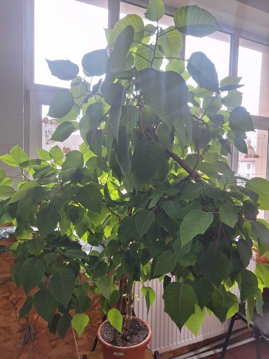 Flori mari- Philodendron, Colocasia și Crăciuniță