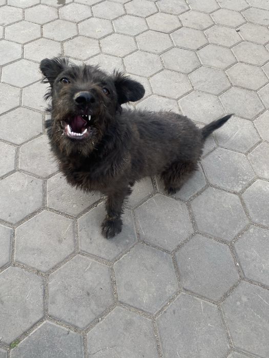 Щенки Питбуль Төбет