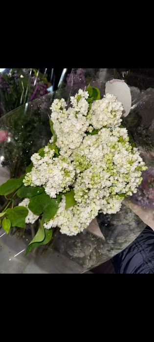 Сирень, от которой кружится голова(И не только голова)