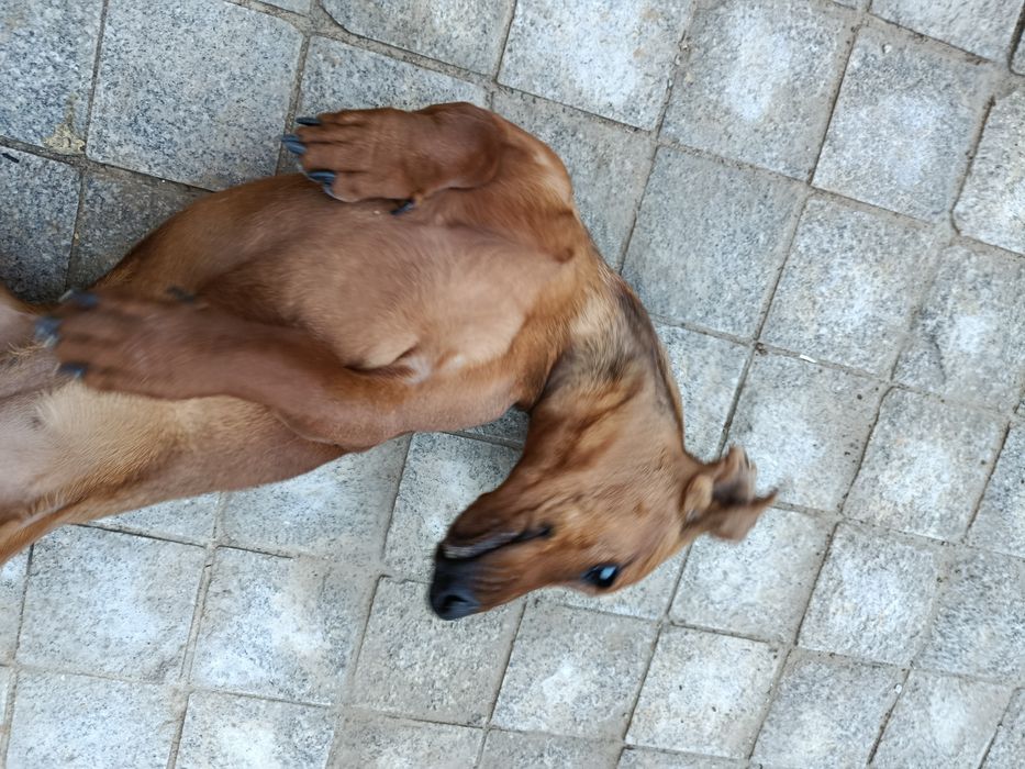 Такса девочка 9 месяцев