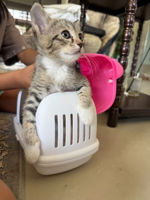Котята в добрые руки