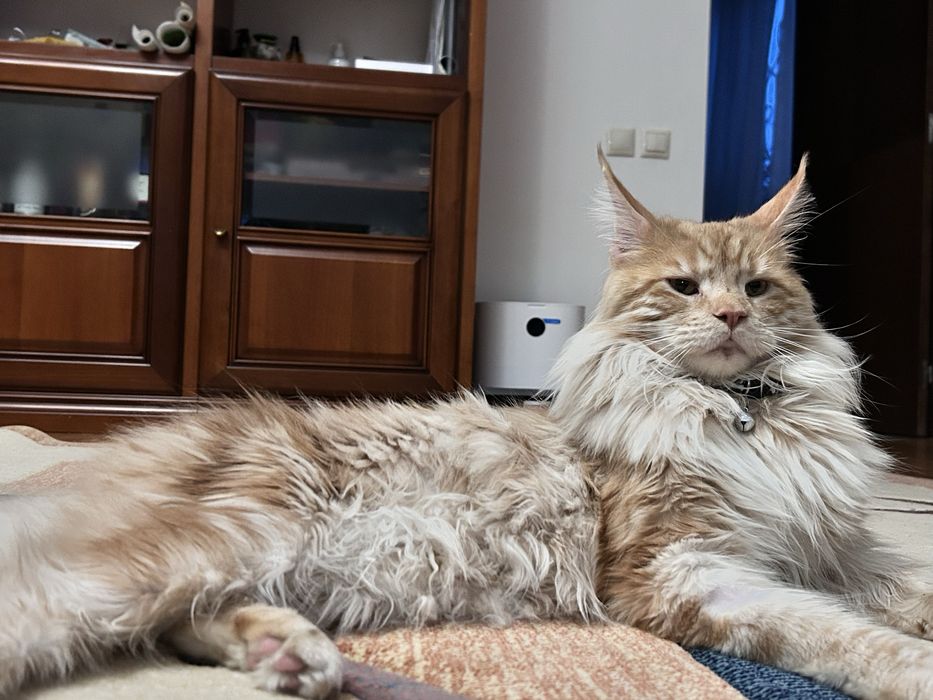 Кот породы Мейн-кун