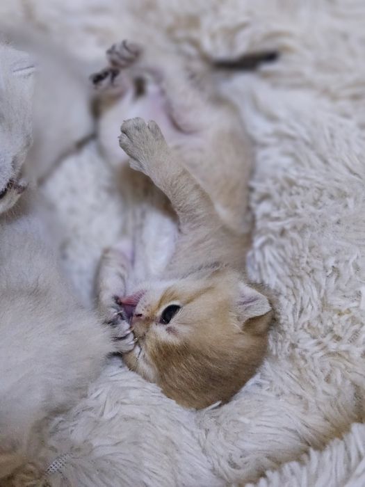 Бронь котят шиншиллы