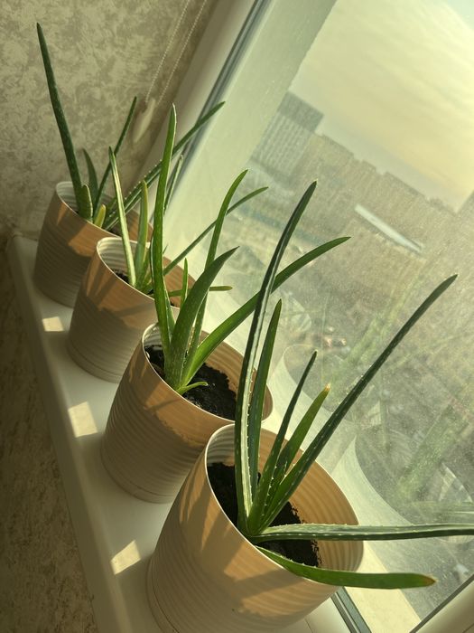 Алоэ вера лечебный