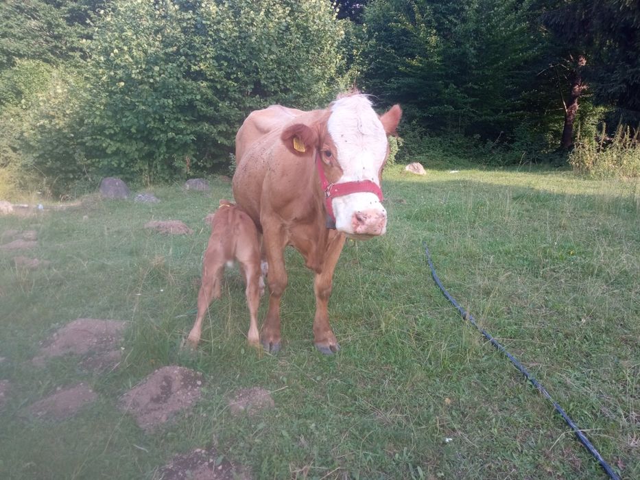 Vaca  cu vițică metiș