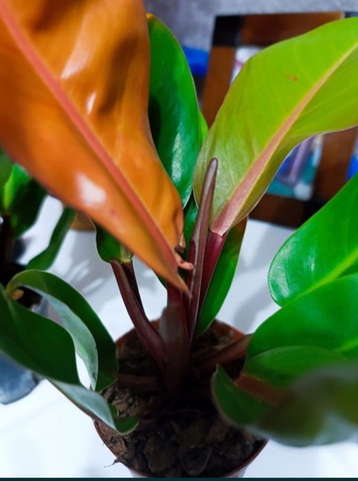 Продам филодендрон оранж