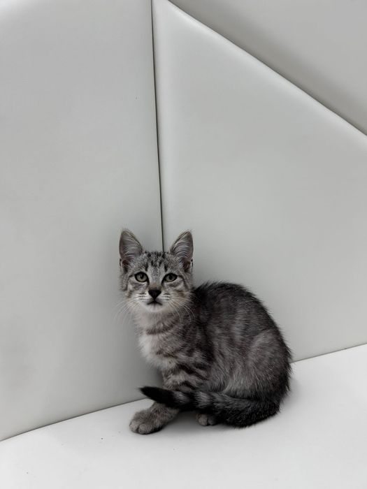 Котенок,мальчик 3 мес.