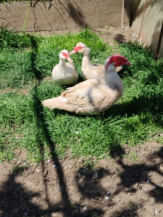 Vand doua rațe și un rățoi