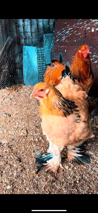 Продам светлая палевой брамы