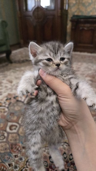 Продаются породистые котята шиншилла