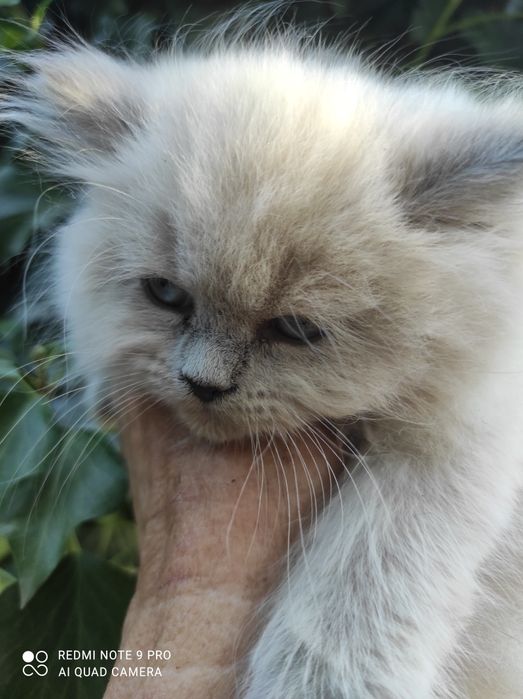 Котята скотиш страйт