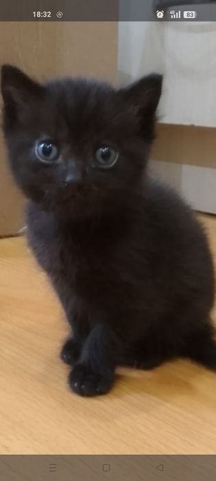 Отдам котёнка, мальчика