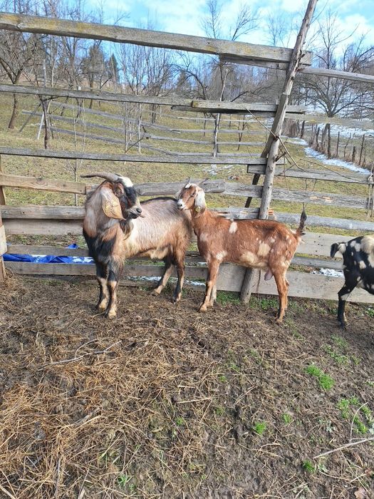 Vand Tap + capra Anglo Nubian