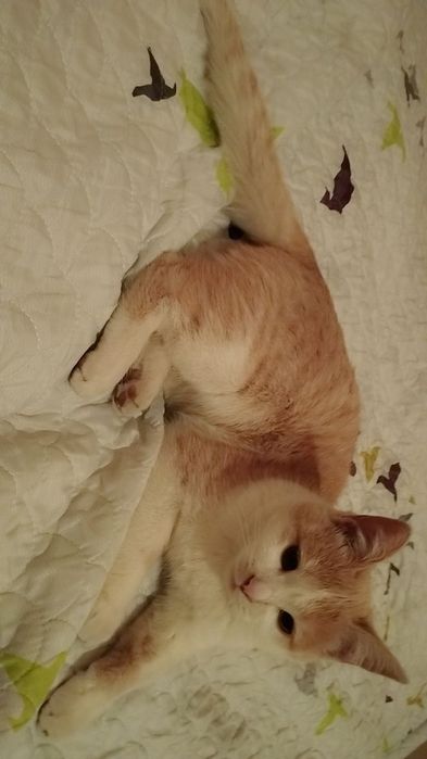 Пожалуйста умоляю вас верните нам нашу кошечку мы очень по ней скучаем