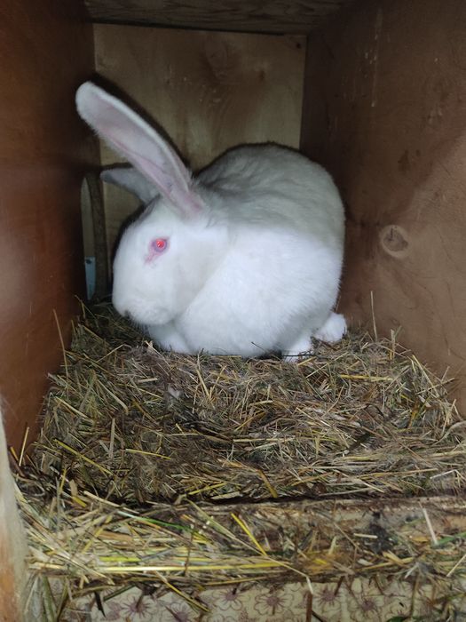 Продам самку Великана