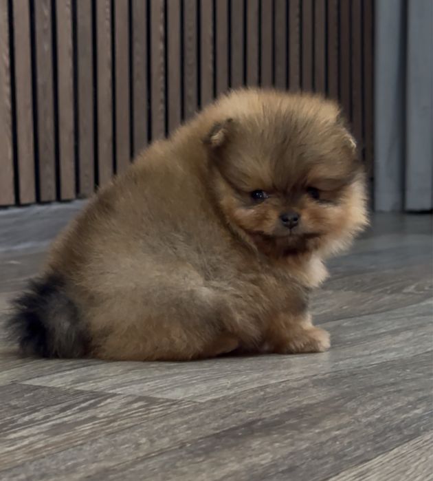 Померанский шпиц