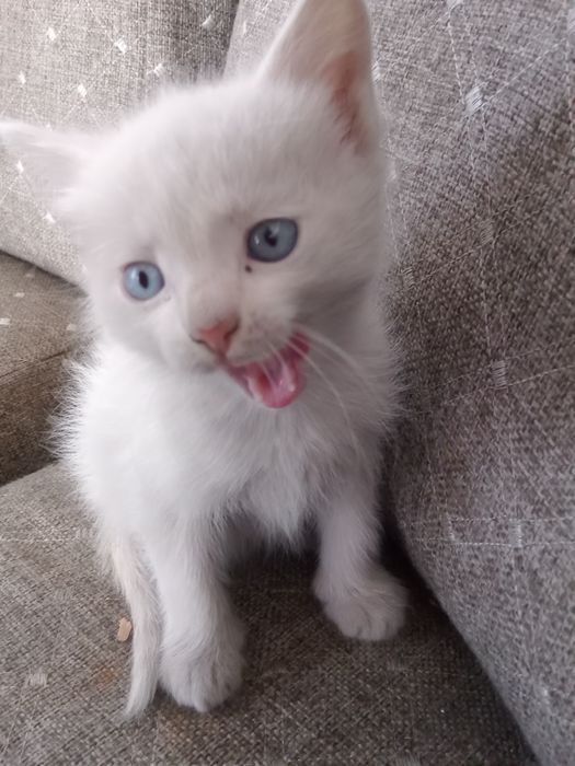 Отдадим  котят в хорошие руки