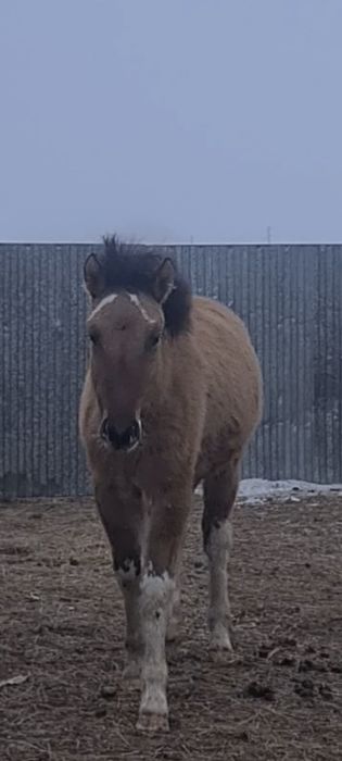 Екі ұрғашы жабағы сатылады