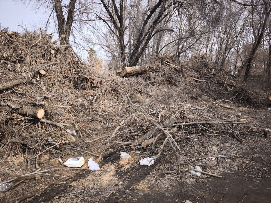 Отдам дрова карагач бесплатно