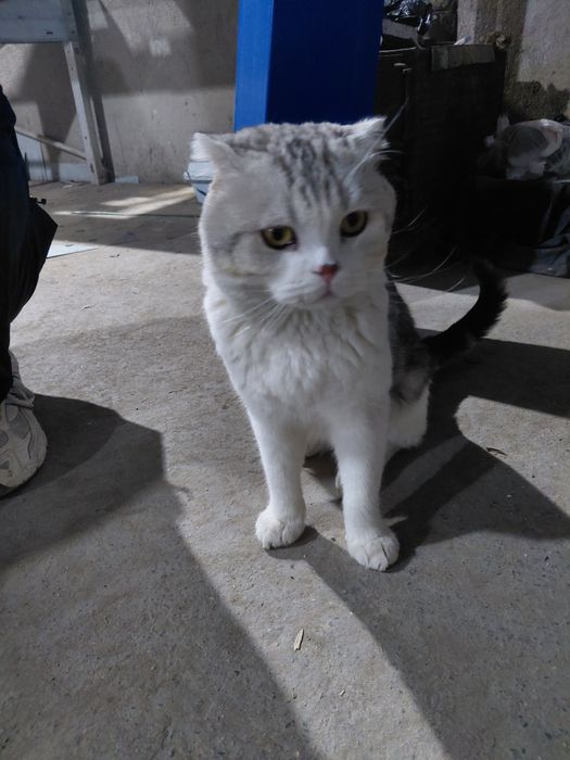 Кошка парода бенгалски