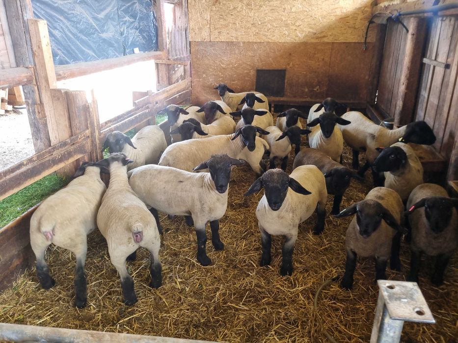 Berbecuți și mieluțe Suffolk