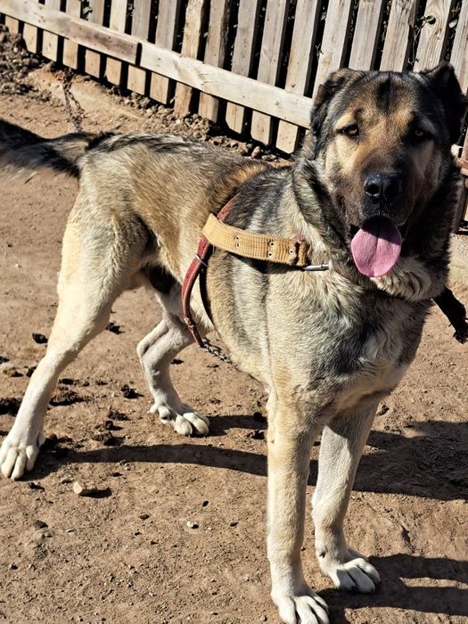 Продавам чистокръвен Кангал