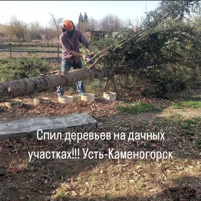 Спил деревьев распил деревьев