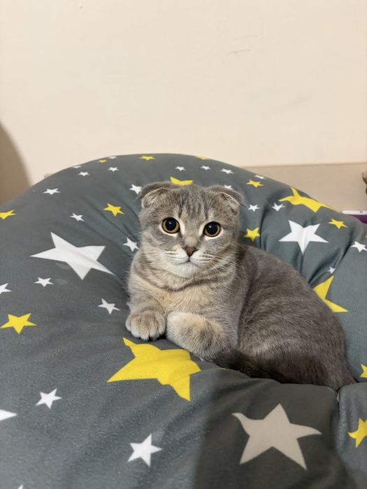 Шотландские вислоухие котята