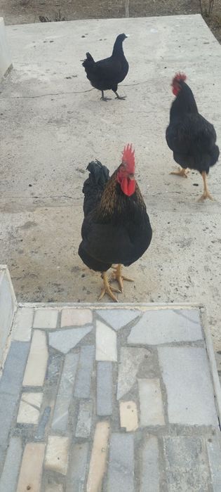 Товук ва куркалар сотилади