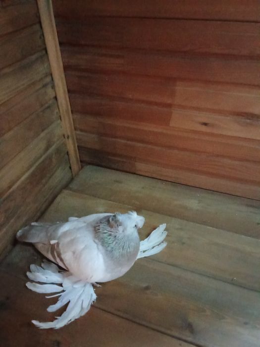 Двухчубая голупка