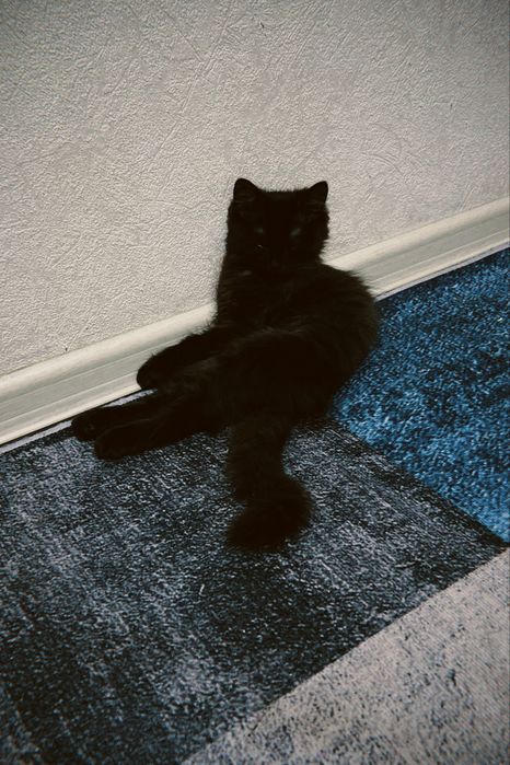 котята мальчикии