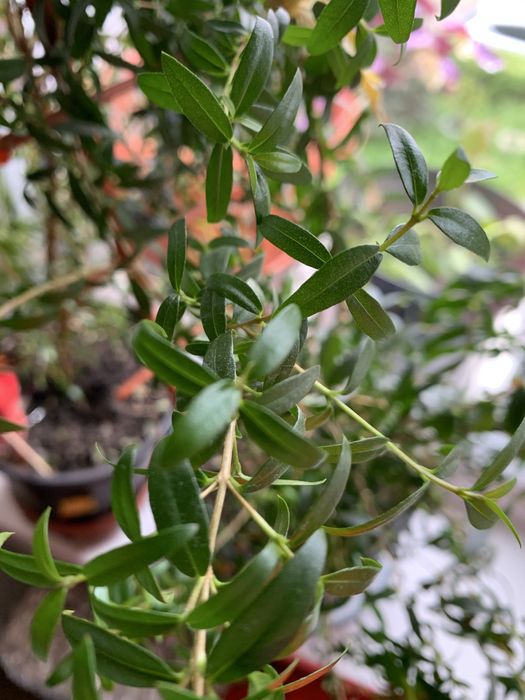 plante de apartament Mirte