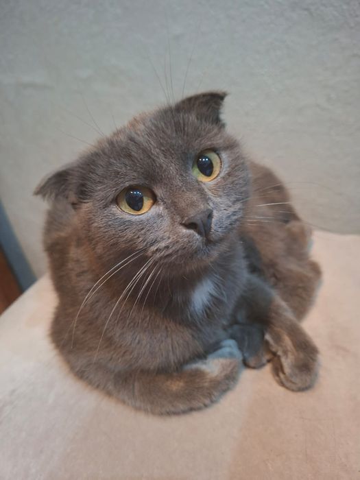 Молодая  кошечка 8 месяцев
