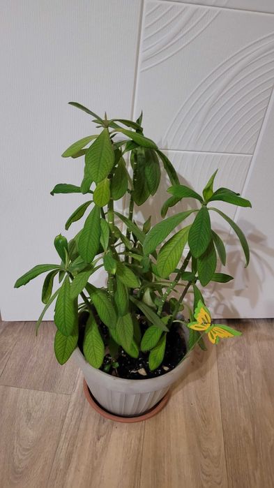 Продам денежное дерево, молочай,колеус,алое