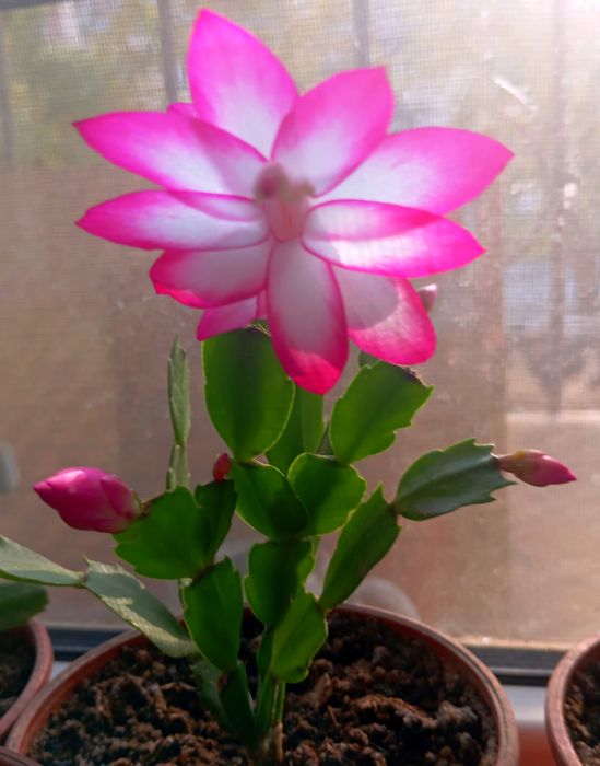 ШЛЮМБЕРГЕРА (разновидность декабриста)