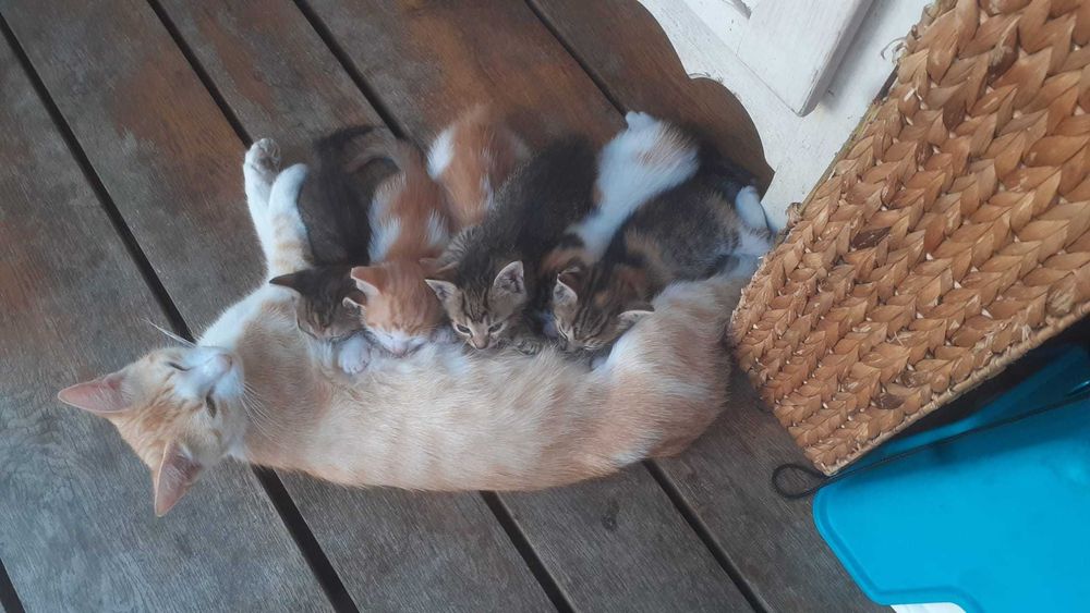 4 pisoi adorabili de 2 luni își caută familii iubitoare!